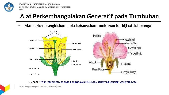 Alat Perkembangbiakan Generatif pada Tumbuhan • Alat perkembangbiakan pada kebanyakan tumbuhan berbiji adalah bunga