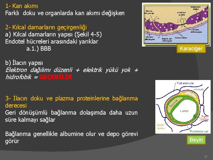 1 - Kan akımı Farklı doku ve organlarda kan akımı değişken 2 - Kılcal