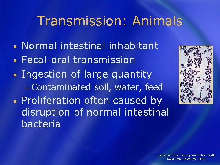 Transmission: Animals Normal intestinal inhabitant • Fecal-oral transmission • Ingestion of large quantity •