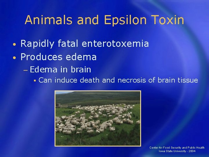 Animals and Epsilon Toxin Rapidly fatal enterotoxemia • Produces edema • − Edema §