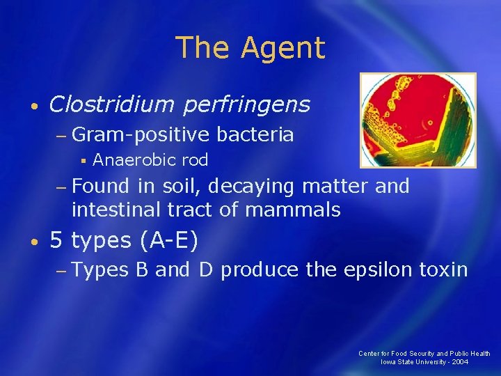 The Agent • Clostridium perfringens − Gram-positive § bacteria Anaerobic rod − Found in