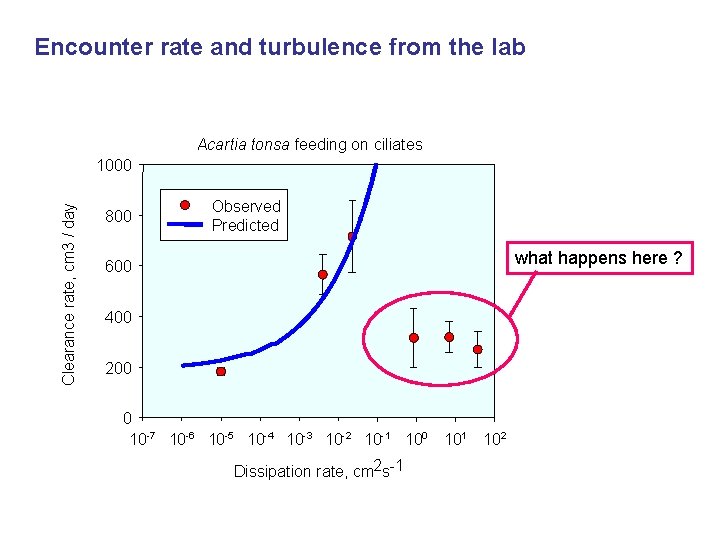 Encounter rate and turbulence from the lab Acartia tonsa feeding on ciliates Clearance rate,