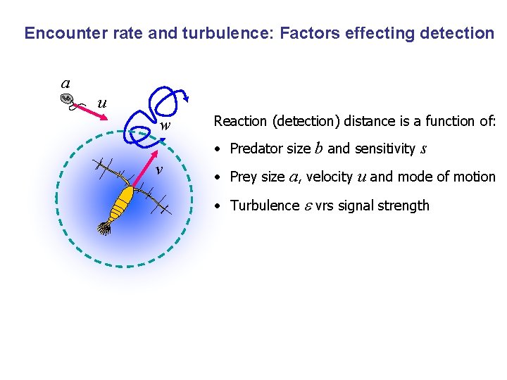 Encounter rate and turbulence: Factors effecting detection a u w Reaction (detection) distance is