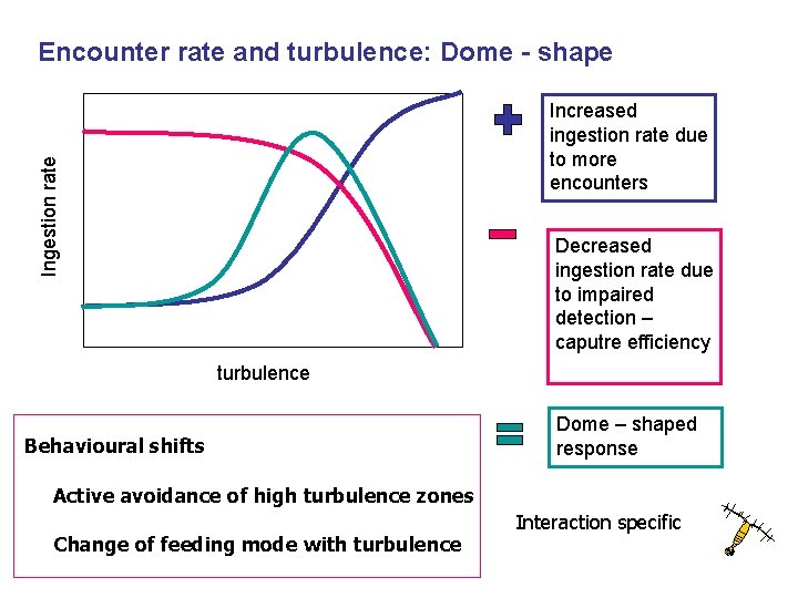 Encounter rate and turbulence: Dome - shape Ingestion rate Increased ingestion rate due to
