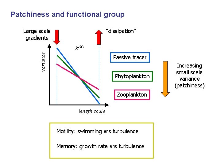 Patchiness and functional group “dissipation” Large scale gradients variance k-5/3 Passive tracer Phytoplankton Zooplankton