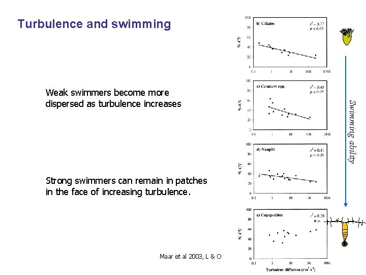 Turbulence and swimming Strong swimmers can remain in patches in the face of increasing