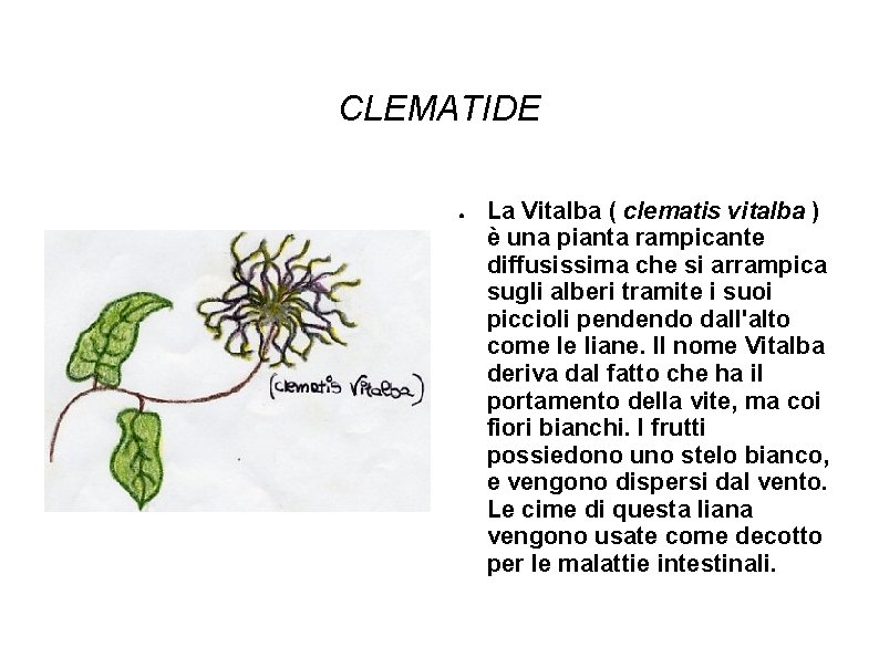CLEMATIDE ● La Vitalba ( clematis vitalba ) è una pianta rampicante diffusissima che