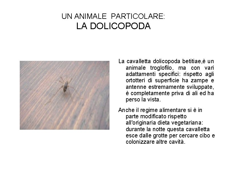 UN ANIMALE PARTICOLARE: LA DOLICOPODA La cavalletta dolicopoda betitiae, è un animale troglofilo, ma