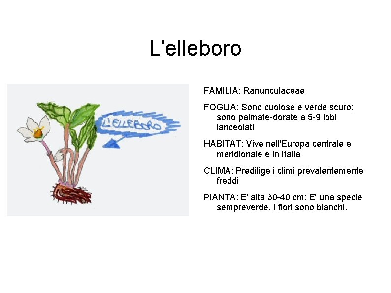 L'elleboro FAMILIA: Ranunculaceae FOGLIA: Sono cuoiose e verde scuro; sono palmate-dorate a 5 -9