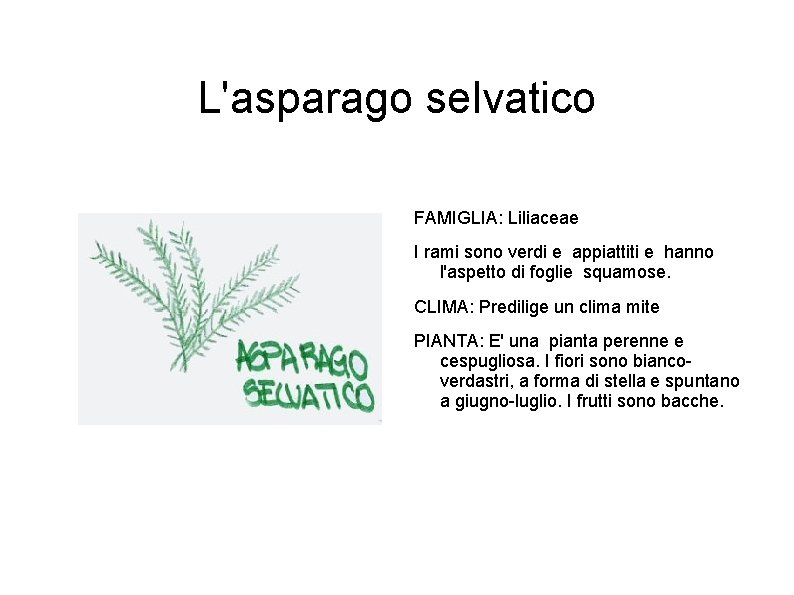 L'asparago selvatico FAMIGLIA: Liliaceae I rami sono verdi e appiattiti e hanno l'aspetto di