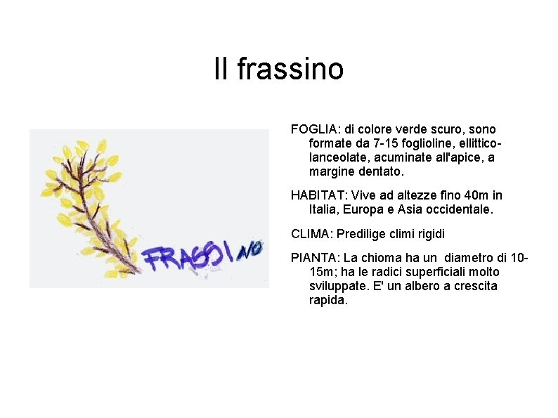 Il frassino FOGLIA: di colore verde scuro, sono formate da 7 -15 foglioline, ellitticolanceolate,
