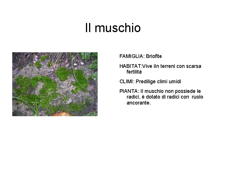 Il muschio FAMIGLIA: Briofite HABITAT: Vive i. In terreni con scarsa fertilità CLIMI: Predilige