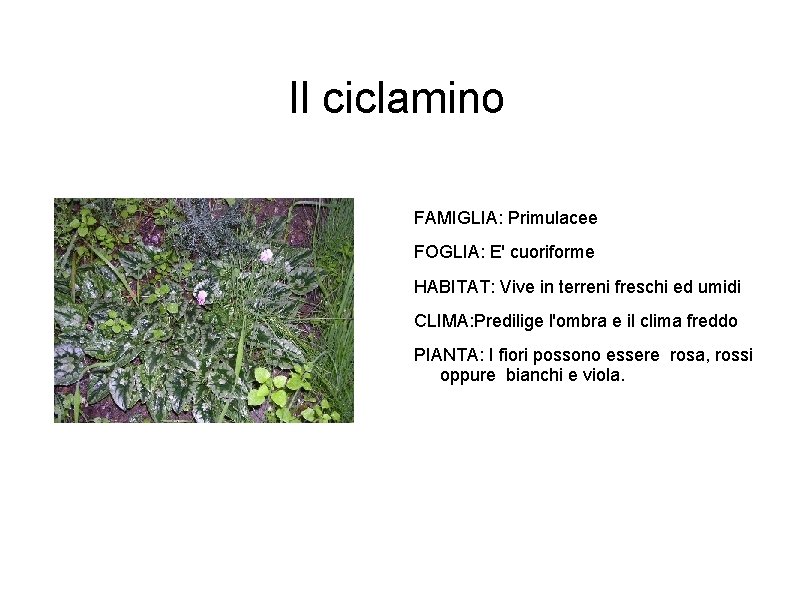 Il ciclamino FAMIGLIA: Primulacee FOGLIA: E' cuoriforme HABITAT: Vive in terreni freschi ed umidi