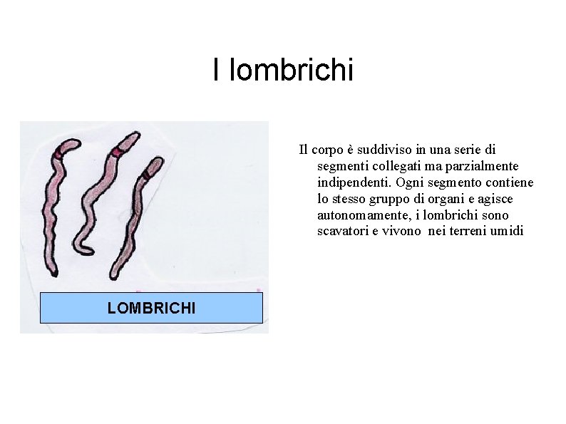 I lombrichi Il corpo è suddiviso in una serie di segmenti collegati ma parzialmente