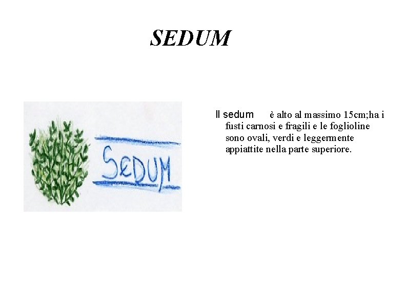 SEDUM Il sedum è alto al massimo 15 cm; ha i fusti carnosi e