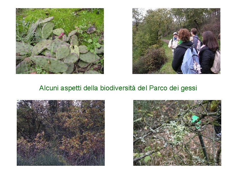 Alcuni aspetti della biodiversità del Parco dei gessi 