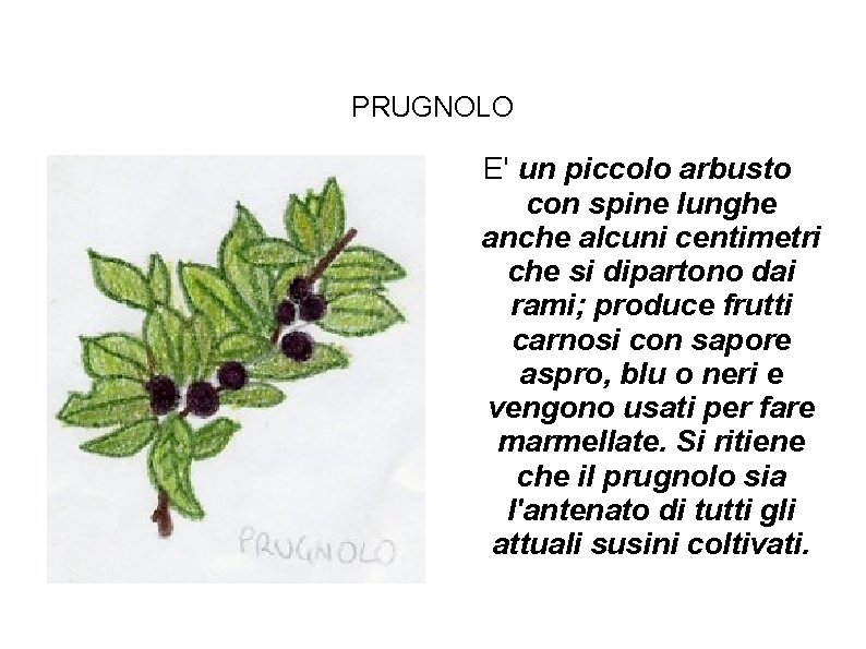 PRUGNOLO E' un piccolo arbusto con spine lunghe anche alcuni centimetri che si dipartono