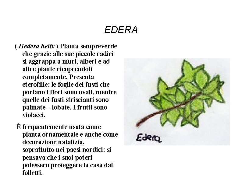 EDERA ( Hedera helix ) Pianta sempreverde che grazie alle sue piccole radici si