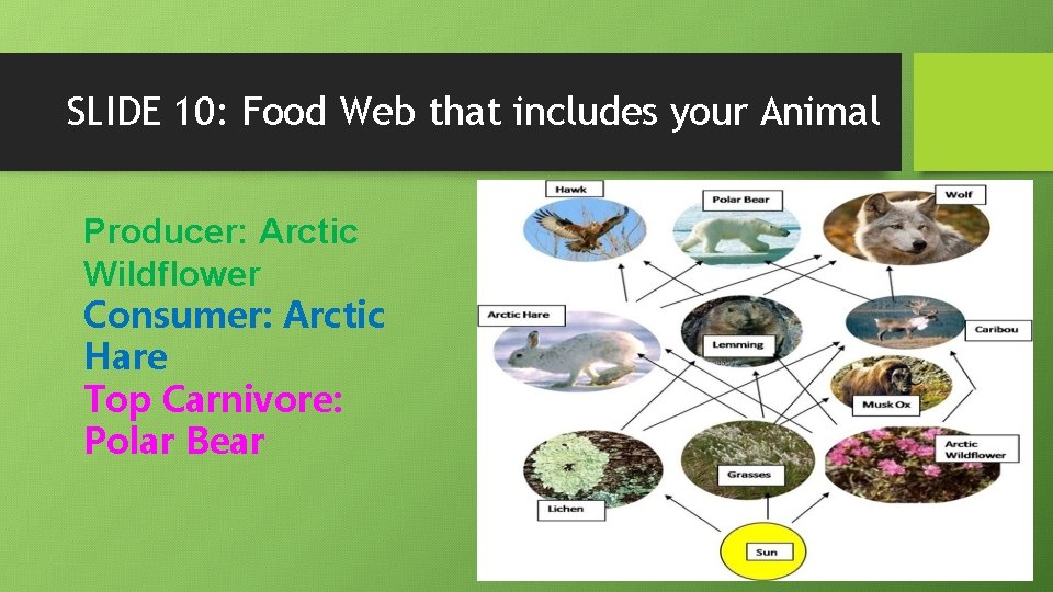 Slide 1 Animal Polar Bear By Your Name