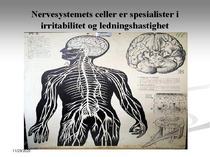 Nervesystemets celler er spesialister i irritabilitet og ledningshastighet 11/25/2020 