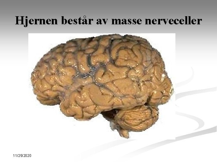 Hjernen består av masse nerveceller 11/25/2020 