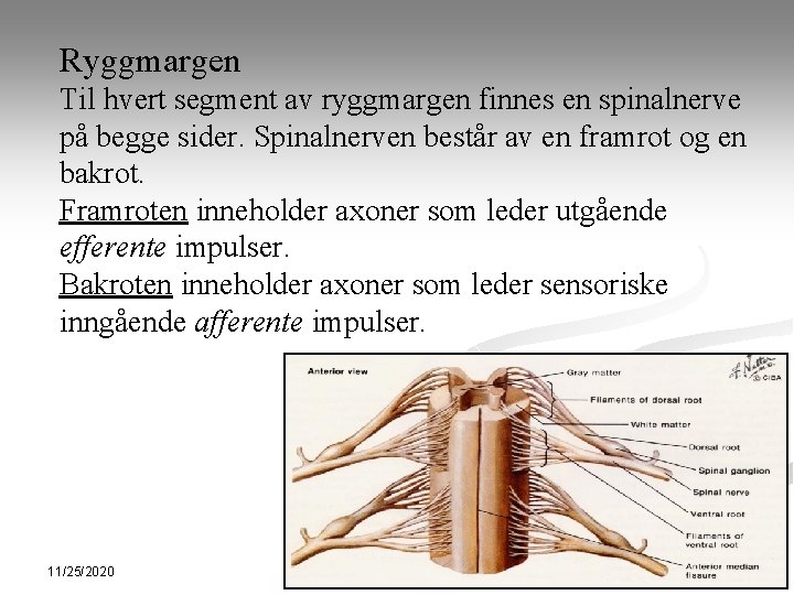 Ryggmargen Til hvert segment av ryggmargen finnes en spinalnerve på begge sider. Spinalnerven består