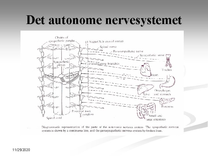 Det autonome nervesystemet 11/25/2020 