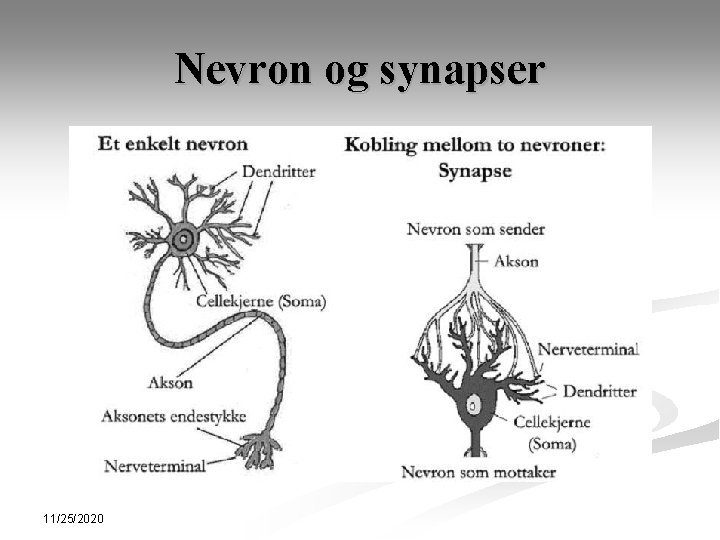 Nevron og synapser 11/25/2020 