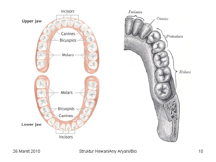 26 Maret 2010 Struktur Hewan/Any Aryani/Bio 10 