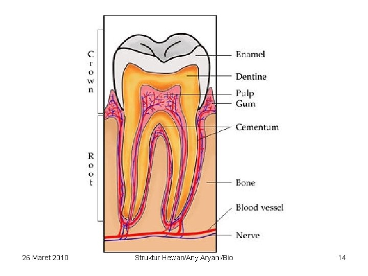 26 Maret 2010 Struktur Hewan/Any Aryani/Bio 14 