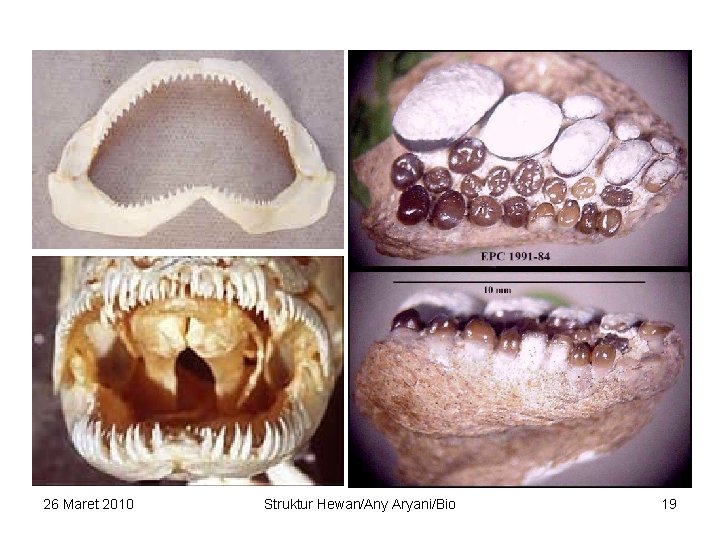 26 Maret 2010 Struktur Hewan/Any Aryani/Bio 19 