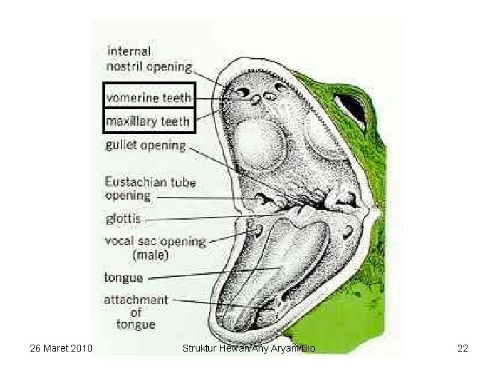 26 Maret 2010 Struktur Hewan/Any Aryani/Bio 22 