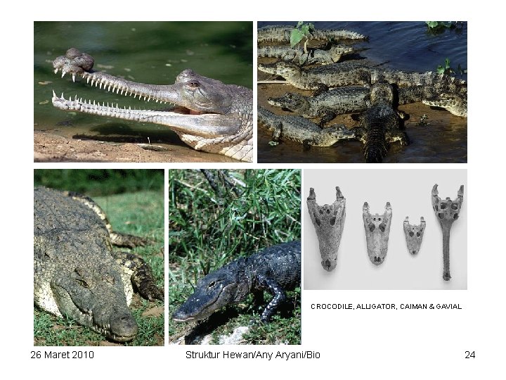 CROCODILE, ALLIGATOR, CAIMAN & GAVIAL 26 Maret 2010 Struktur Hewan/Any Aryani/Bio 24 