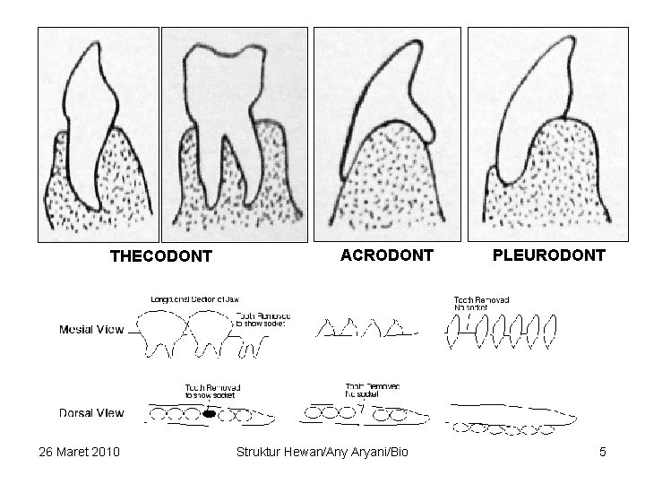 THECODONT 26 Maret 2010 ACRODONT Struktur Hewan/Any Aryani/Bio PLEURODONT 5 