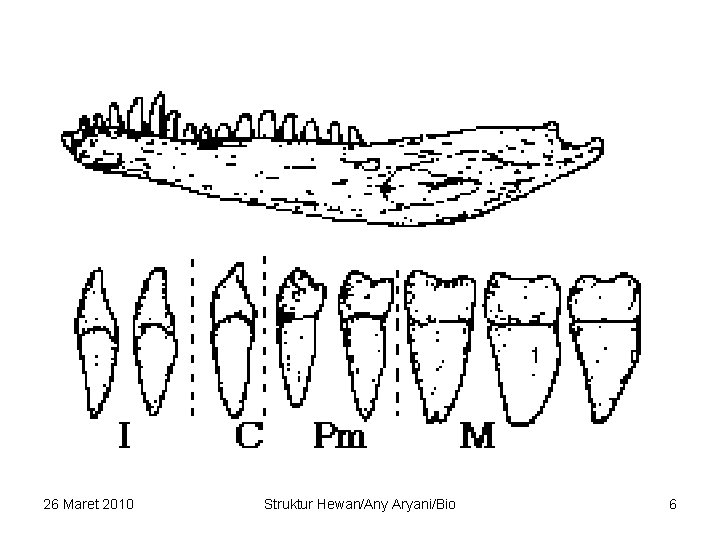 26 Maret 2010 Struktur Hewan/Any Aryani/Bio 6 