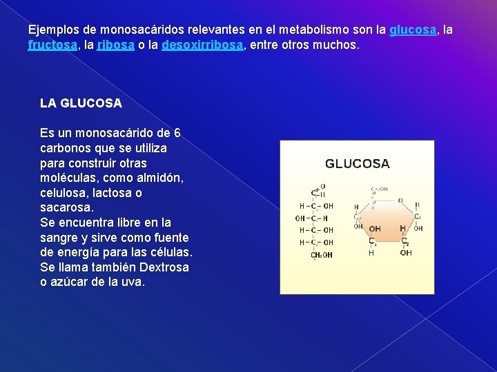 Ejemplos de monosacáridos relevantes en el metabolismo son la glucosa, la fructosa, la ribosa