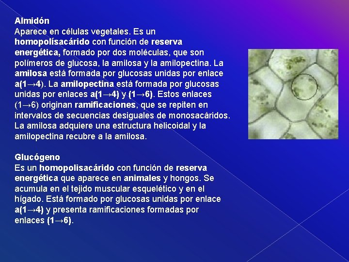 Almidón Aparece en células vegetales. Es un homopolísacárido con función de reserva energética, formado