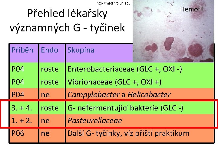 http: //medinfo. ufl. edu Přehled lékařsky významných G - tyčinek Hemofil Příběh Endo Skupina