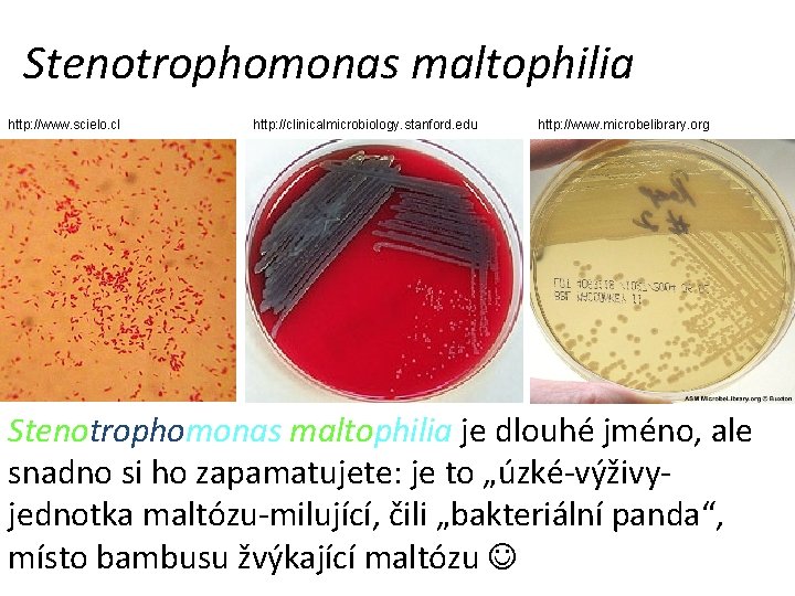 Stenotrophomonas maltophilia http: //www. scielo. cl http: //clinicalmicrobiology. stanford. edu http: //www. microbelibrary. org