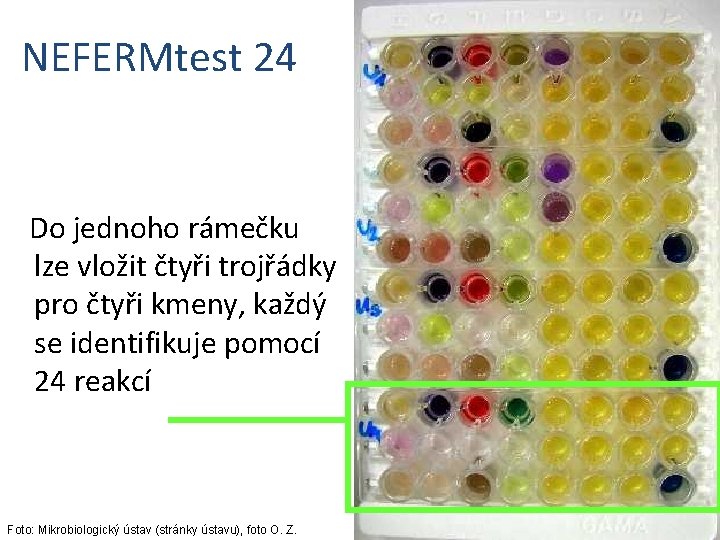 NEFERMtest 24 Do jednoho rámečku lze vložit čtyři trojřádky pro čtyři kmeny, každý se