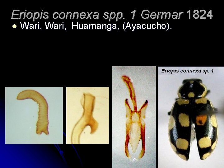 Eriopis connexa spp. 1 Germar 1824 l Wari, Huamanga, (Ayacucho). 