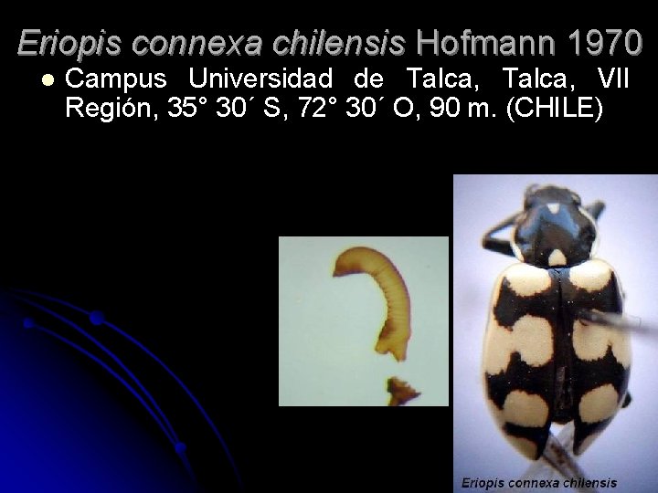 Eriopis connexa chilensis Hofmann 1970 l Campus Universidad de Talca, VII Región, 35° 30´