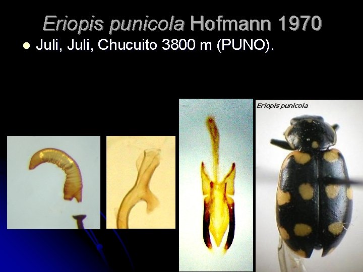 Eriopis punicola Hofmann 1970 l Juli, Chucuito 3800 m (PUNO). 