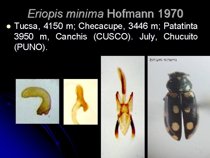 Eriopis minima Hofmann 1970 l Tucsa, 4150 m; Checacupe, 3446 m; Patatinta 3950 m,