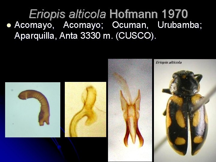 Eriopis alticola Hofmann 1970 l Acomayo, Acomayo; Ocuman, Urubamba; Aparquilla, Anta 3330 m. (CUSCO).