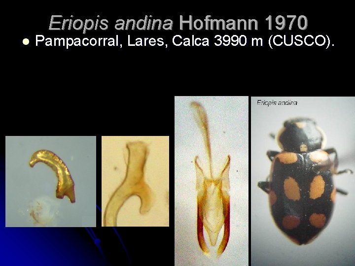 Eriopis andina Hofmann 1970 l Pampacorral, Lares, Calca 3990 m (CUSCO). 