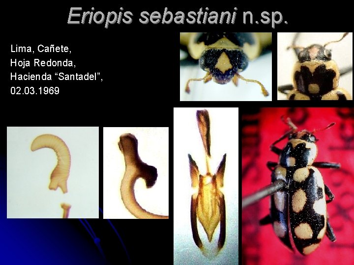 Eriopis sebastiani n. sp. Lima, Cañete, Hoja Redonda, Hacienda “Santadel”, 02. 03. 1969 