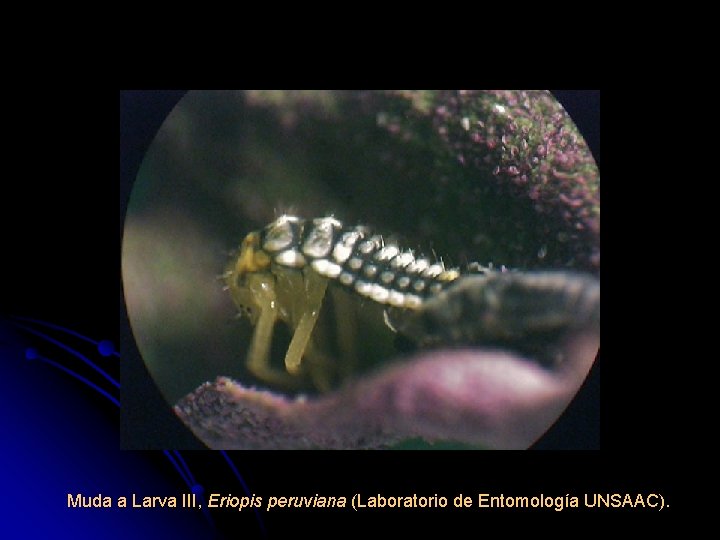 Muda a Larva III, Eriopis peruviana (Laboratorio de Entomología UNSAAC). 