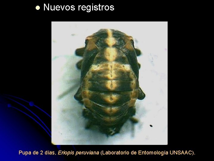 l Nuevos registros Pupa de 2 días, Eriopis peruviana (Laboratorio de Entomología UNSAAC). 