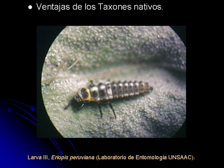 l Ventajas de los Taxones nativos. Larva III, Eriopis peruviana (Laboratorio de Entomología UNSAAC).